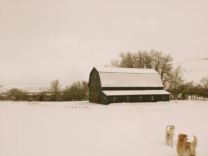 Gambrel 38×56-in-MT-205D-Lean-To-Agricultural-Farm